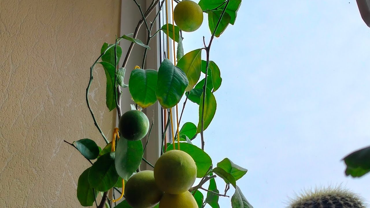 14 лимонов на подоконнике🙀👍🤘