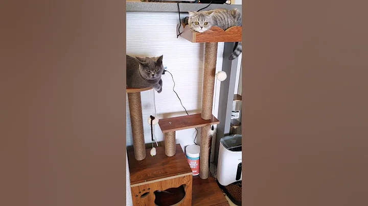 Watch the video about Who's cuter? Tabby or blue British short? [Kitty Cats]