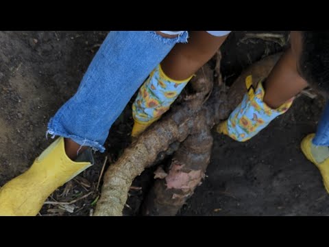 Update on my Epic Cassava Battle