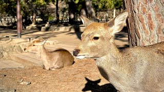 Japan - Nara Park Walking Tour • 4K HDR