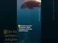 Warum Orcas tote Fische platzen lassen