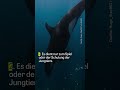 Warum Orcas tote Fische platzen lassen