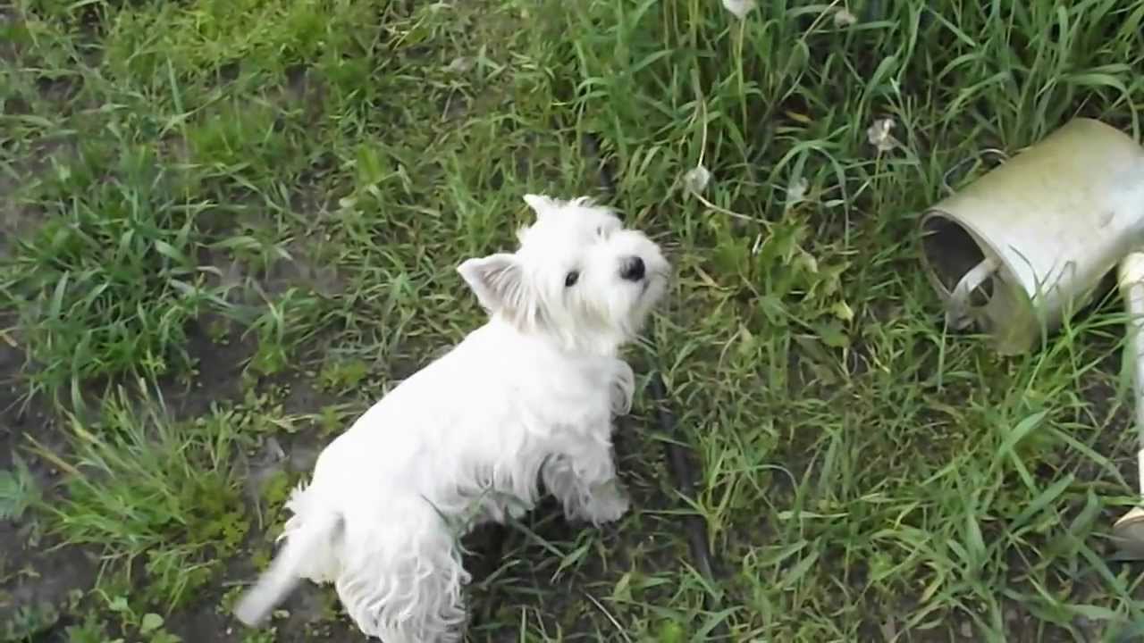 west highland white terrier barks YouTube