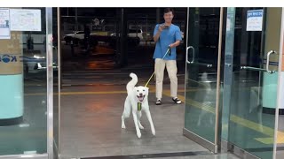 Reason people who raise dogs become happy (Jindo dog)
