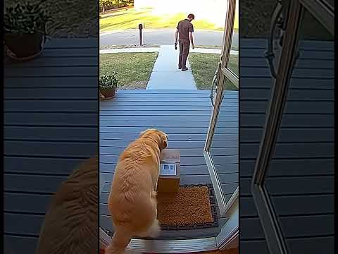 Real Moments Caught on Home Cameras