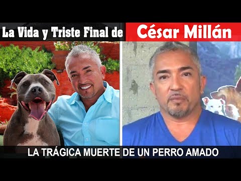 Video: Un día en la vida de un entrenador de perros a las estrellas