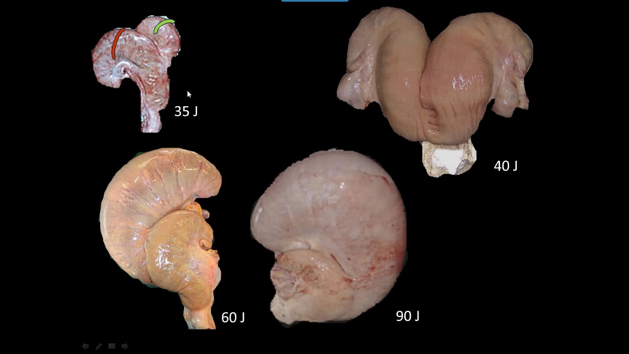 Constat de gestation par palpation chez la vache