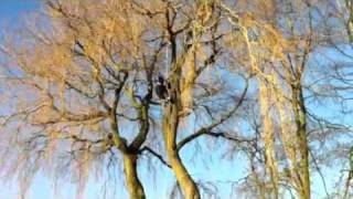 Abseiling out of willow tree