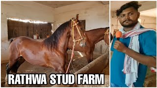 Rathwa Stud Farm, Kavant, Gujarat | Full Farm Tour | All Horses