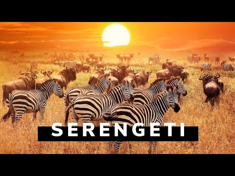 Serengeti African Safari | Tanzania Travel Vlog
