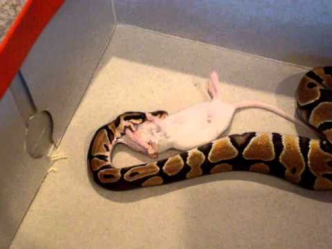 video phone beyonce mp3 Ball Python Feeding (10-9-10)