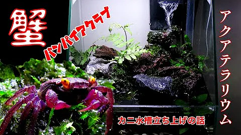 カニ水槽 作り方100均diy バンパイアクラブを苔テラリウム飼育 ダイソーでカニリウム作成 How To Make A Tabletop Vampire Crab Aquaterrarium Mp3