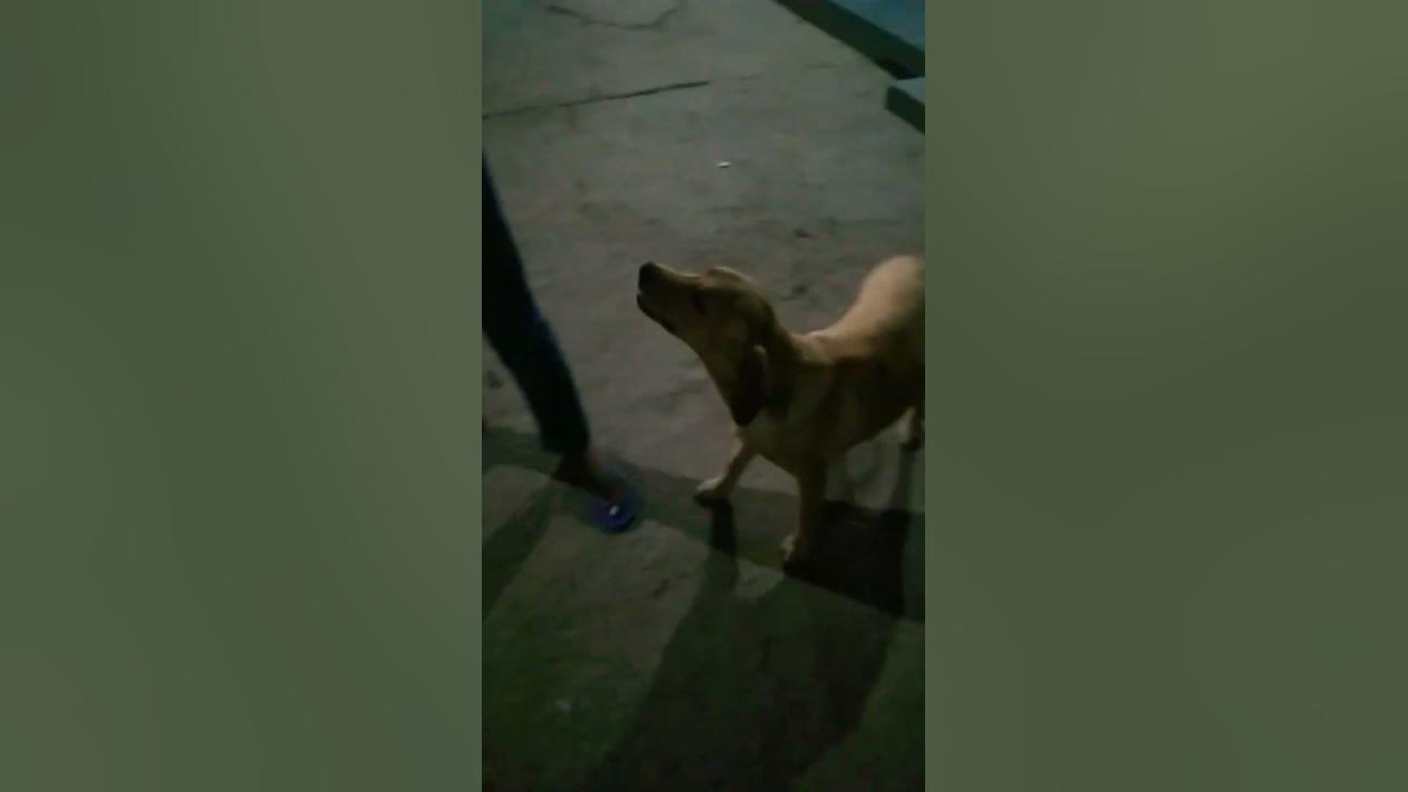reaction-after-3months-shocking-labradorpuppy-cute-pet-dog