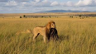 Kissinger Male Lion steals the Buffalo Calf from Rongai Breakaway Lionesses | Masaimara | Today