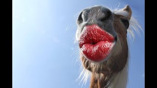 Please Subscribe Because I Know U Sigma