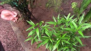 Hair Loss Treatment tree,Stop Your Hair Loss tree,Hair Loss tree,rajasudha screenshot 5