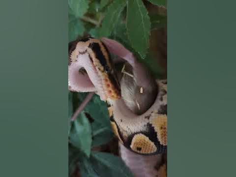 Ball Python Heavy Breathing Constricting Prey #snake #ballpython - YouTube