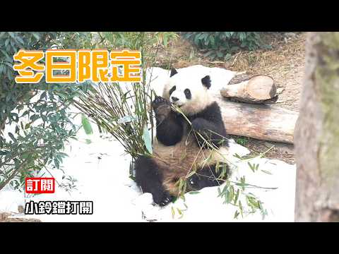 《熊貓主題趴》大熊貓的冰雪奇緣 | iPanda熊貓頻道