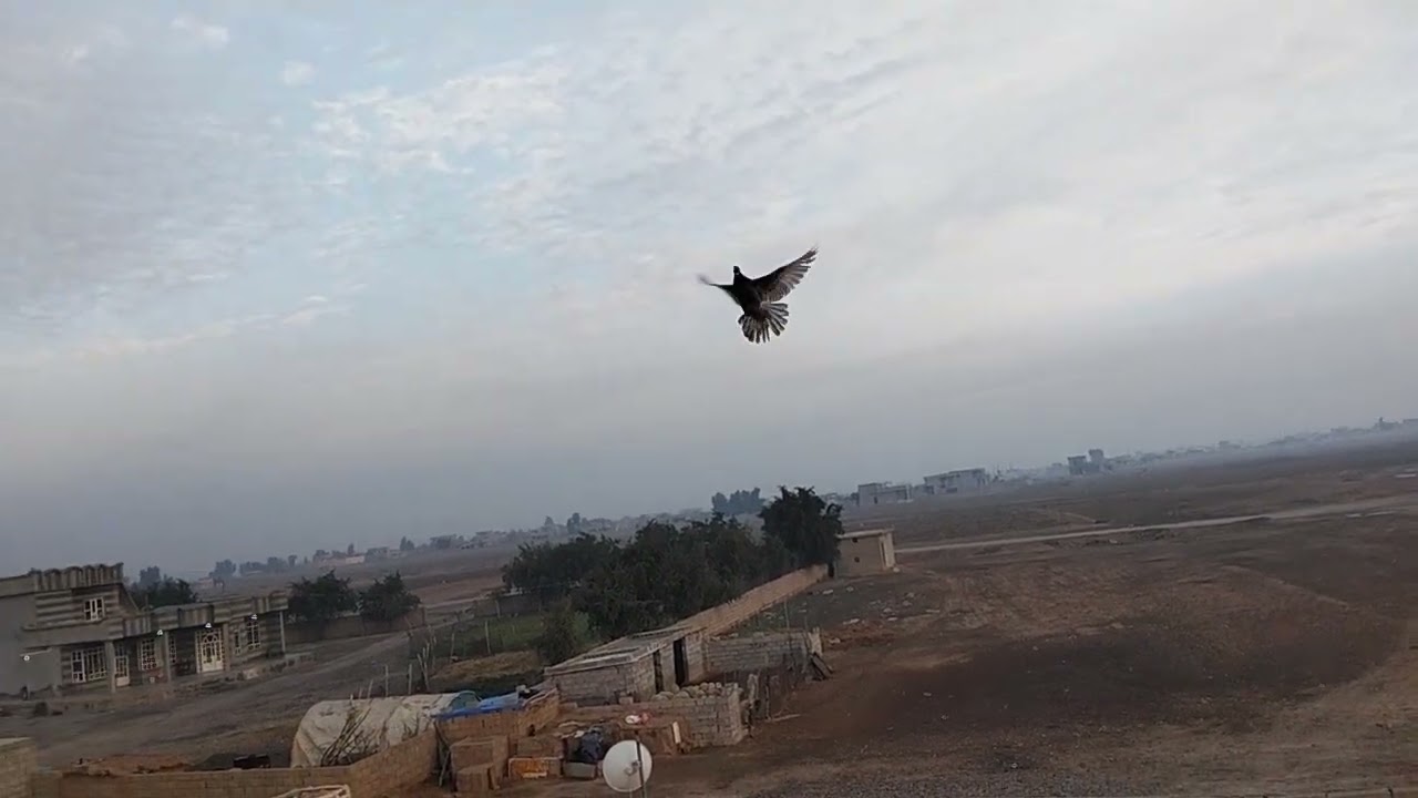 وخيرن كملت محطاط الطيور🙀😺 وطيرت الشعل لاتنسونه بل لايك  وشتراك🦜😂