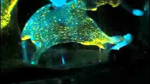 Cerebrospinal fluid mechanics using 3D-PTV