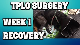 TPLO Surgery  Week 1 Recovery