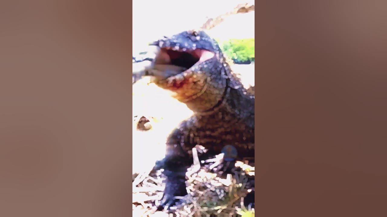 LIZARD EATING MONKEYS jajakanalam lizard lizards monkey YouTube