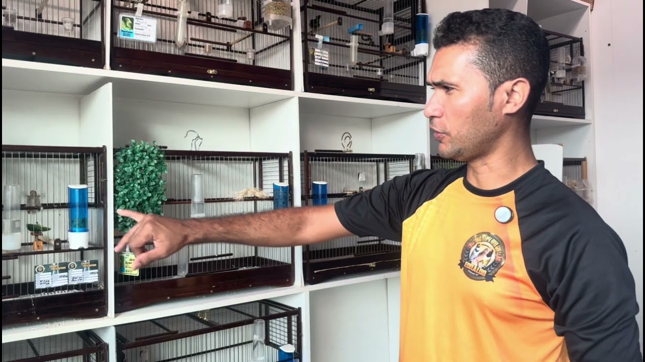 Posso#ajudar#a fême# tratado filhote#coleiro #passaros #coleirosolto #aves 