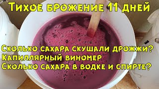 Вино из винограда Молдова: Тихое брожение 11 дней