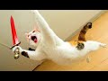 Hilarious cats and dogs  funniest animals 2024  part 5