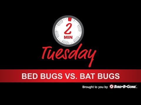 Bed Bugs vs Bat Bugs