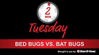 Bed Bugs vs Bat Bugs