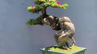 Hoa giấy bonsai LH 0988503997