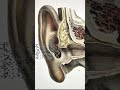 Can a falling tree has sound #ytshorts #facts #viralshort #factsinhindi #amazingfacts