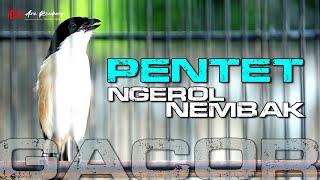 PENTET GACOR NGEROL NEMBAK PANJANG - PANJANG