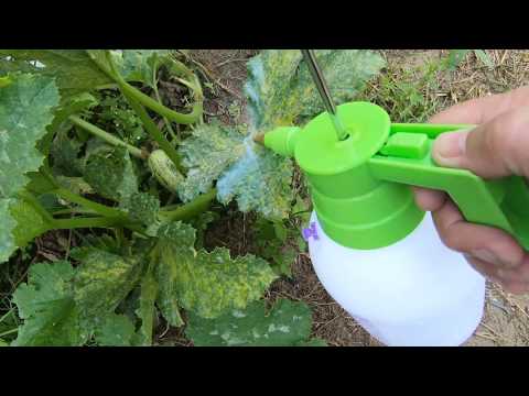 Vídeo: Doenças da planta da abobrinha - Tratando doenças comuns da abobrinha no jardim