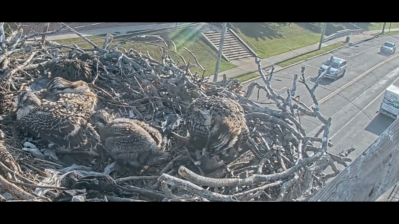 pseg-patchogue-osprey-nest-chick1-sleeps-through-breakfast-self-feeds