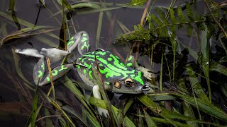 Chasebaits frog Clearance