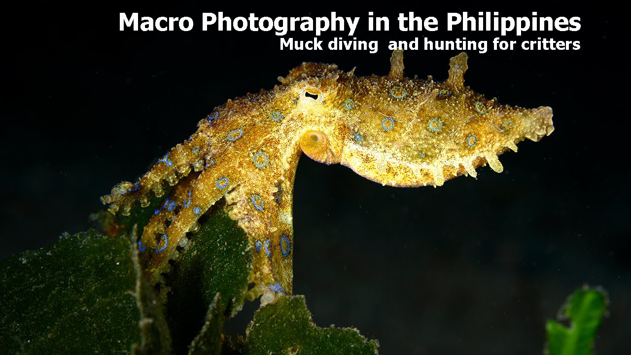 Underwater Macro Adventures At Amosphere Dive Resort, Philippines