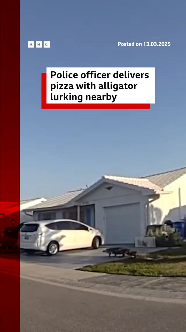 Police officer delivers pizza with alligator lurking nearby. #Florida #Alligator #BBCNews