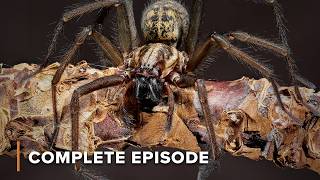 Anthropods Hunt With Lethal Precision | Wild Hunters 107+108