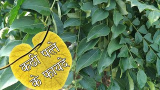 कड़ी पत्ता खाने के फायदे | Cholesterol control home remedies | Onion juice and curry leaves for hair