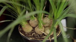 Ponytail Palm