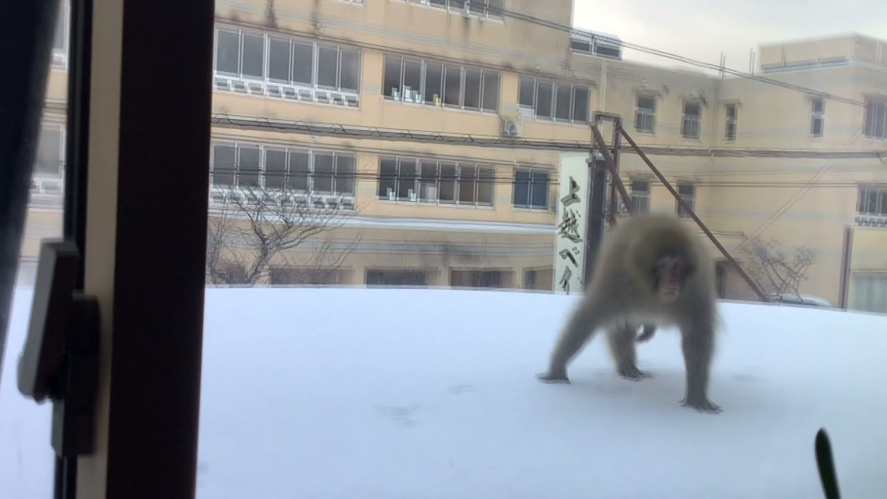 maxresdefault.jpg?sqp=-