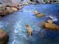 柴犬の川遊び Shiba Inu Swimming 柴犬ジロー