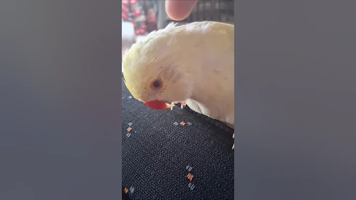 @white_and_fun  12/22/2025 #parrot  #indianringneck #talkingparrot #shorts #Tofuindianringneck