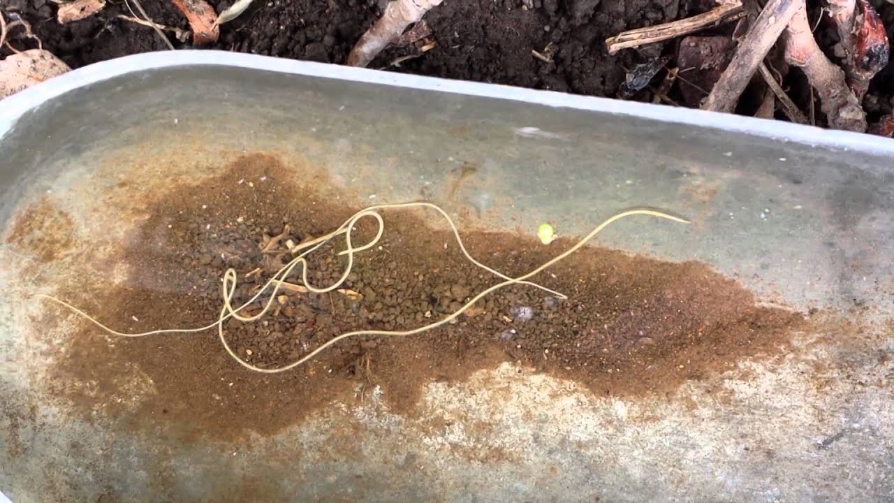 download horsehair worms in water