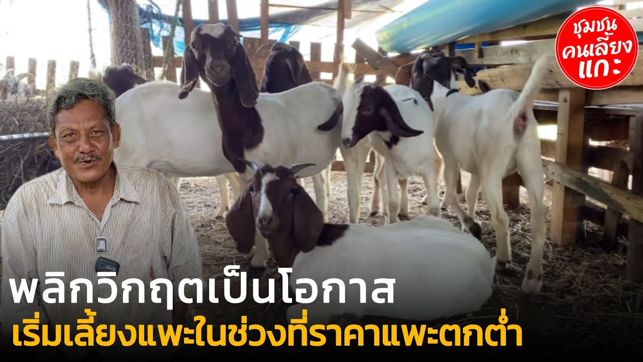 พลิกวิกฤตเป็นโอกาส เริ่มเลี้ยงแพะในช่วงที่ราคาแพะตกต่ำ #ชุมชนคนเลี้ยงแกะ