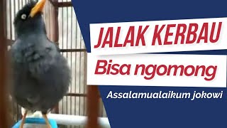 Burung Jalak kebo ngomong Assalamualaikum jokowi !