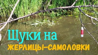 Рыбалка на ЖЕРЛИЦЫ-САМОЛОВКИ! Удачный дебют!