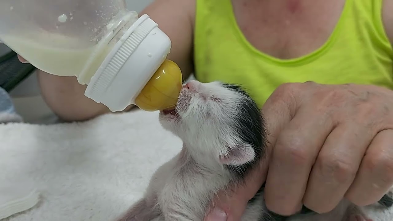 Mutterloses Kitten bekommt sein Fläschchen. Greenpea Video 3